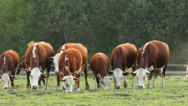 Las Vacas Pastan Prado Comen Hierba — Vídeo de stock