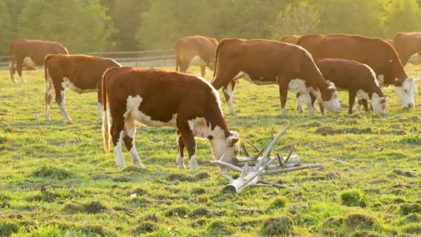 Корови Пасуться Лузі Їдять Траву — стокове відео