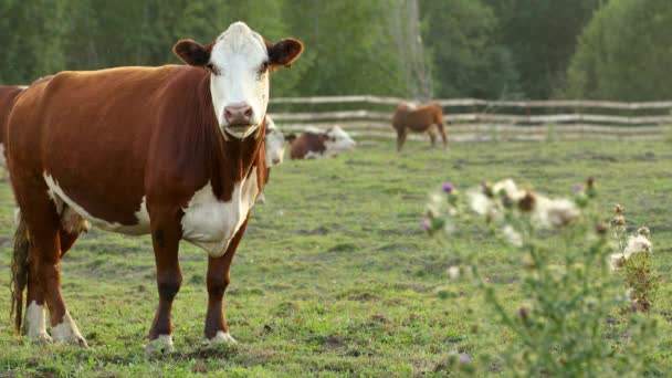茶色の牛がカメラに直接見える — ストック動画
