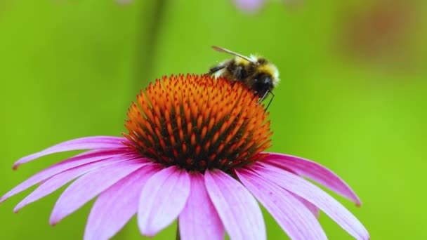 蜂はエキナセアの花の上に座っている 花の密接の汚染 — ストック動画