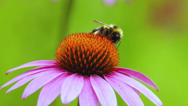 Een Bij Zit Een Echinacea Bloem Bestuiving Van Een Bloemclose — Stockvideo