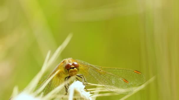 Dragonfly Flew Sat Plant — Stock Video