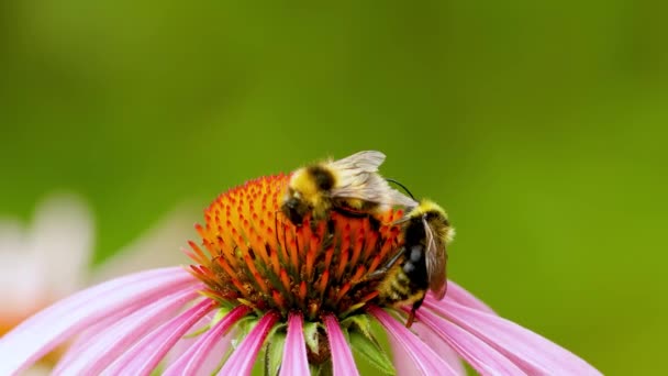 Včela Sedí Květu Echinacea Umývá Opylení Květinové Záběry Zblízka — Stock video