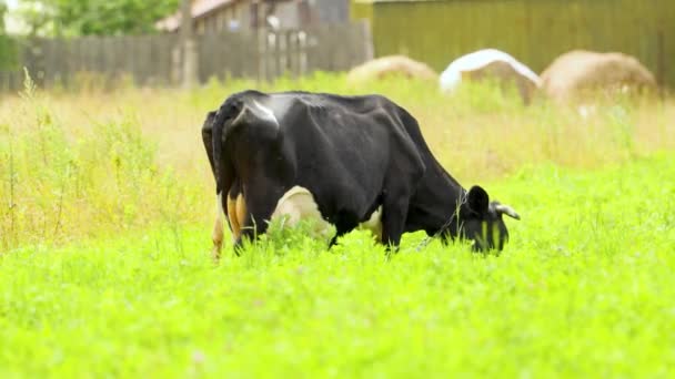 Krowy Pasą Się Łące Jedzą Trawę Piękny Obraz Wiejskiego Życia — Wideo stockowe