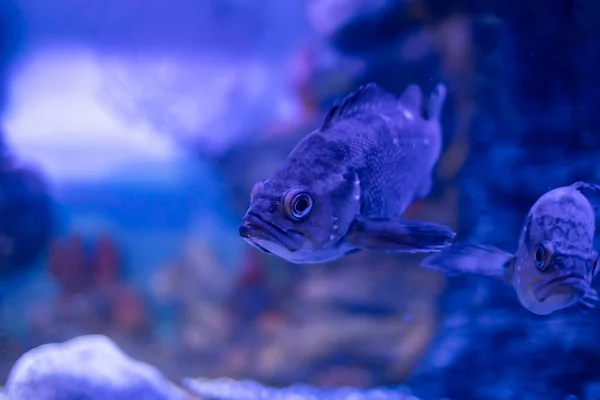 Peces Mar Cerca Criaturas Marinas — Foto de Stock