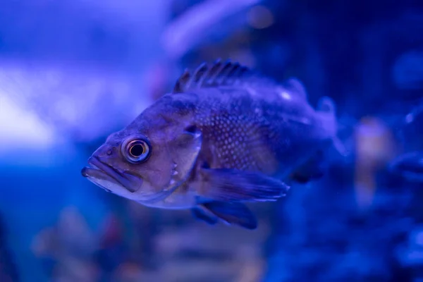 Ikan Laut Mendekat Makhluk Laut — Stok Foto