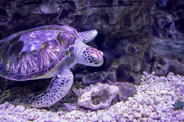 Tortuga Marina Verde Animales Aguas Profundas — Foto de Stock