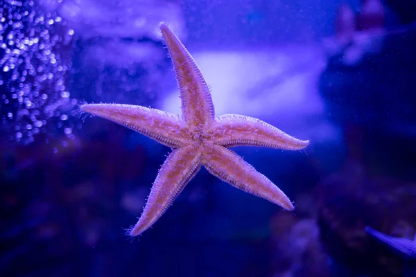 Amur Estrella Mar Pegada Cristal Hermoso Animal Mar Profundo Asterias — Foto de Stock