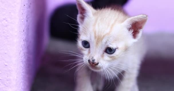 Trzy Małe Koty Bawią Się Podłodze Domu Żółty Kot Zbliża — Wideo stockowe