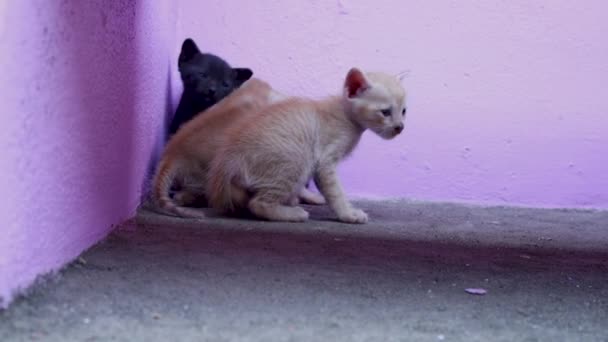 Tre Små Katter Leker Golvet Hemma Svarta Och Gula Katter — Stockvideo