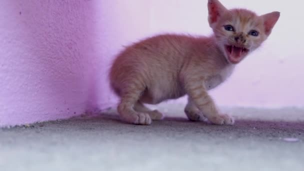 Blisko Żółty Kotek Żółty Kot Chodzi Podłodze Domu — Wideo stockowe