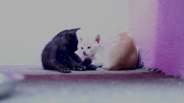 Τρεις Μικρές Γάτες Κοιμούνται Γατάκια Μαύρο Και Κόκκινο Κοιμούνται Μαζί — Αρχείο Βίντεο