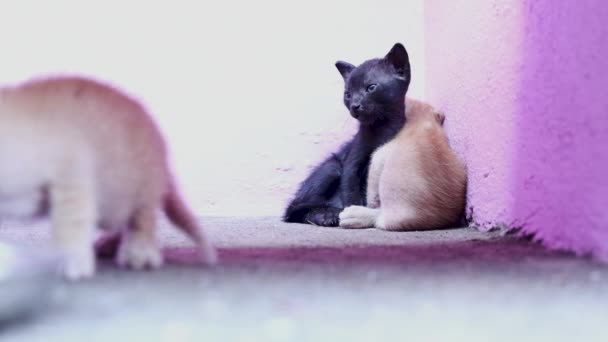 Drei Kleine Katzen Ruhen Hause Auf Dem Boden — Stockvideo