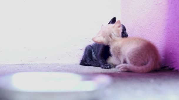 Kırmızı Siyah Evcil Kedi Uyuyor Iki Uyuyan Kedi Bir Kırmızı — Stok video