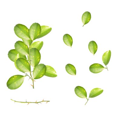 A green leaf isolated on white. lime leaves