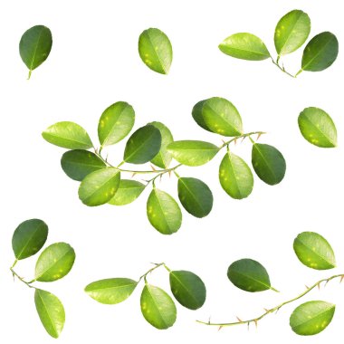 Beyaz arkaplanda yeşil bir limon yaprağı.