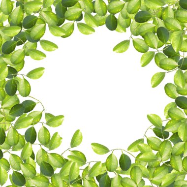 A green leaves on white background. wreath, frame, border. Greeting card, poster, banner with copy space for text