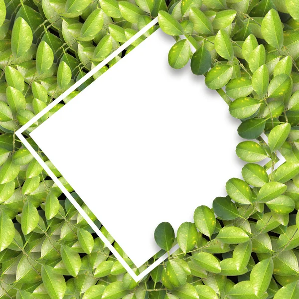 Beautiful Square Frame Green Leaves Natural Concept — Stock Photo, Image