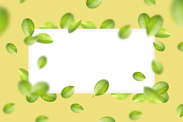 Green Lemon Leaves White Square Yellow Color Background — Stockfoto