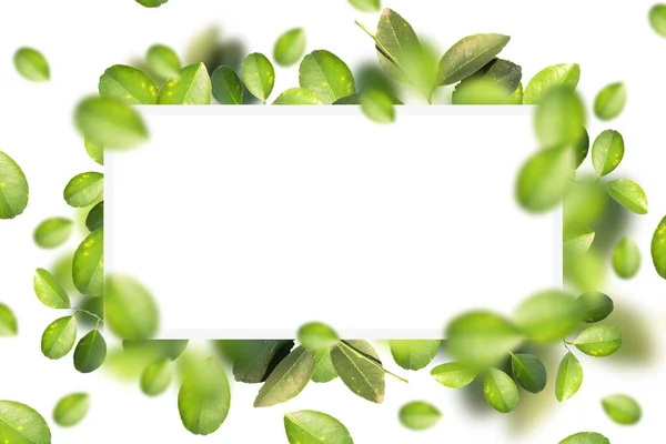 Green Lemon Leaves White Square Copy Space — Stockfoto