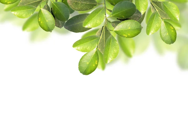 Green Leaves Isolated White Lemon Leaves — Stock Photo, Image