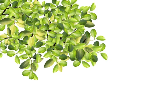 Green Leaf Isolate White Lemon Leaves — Stock Photo, Image