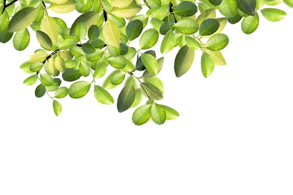 Green Tree Leaves Branches Isolated White Lemon Leaves — Stock Photo, Image