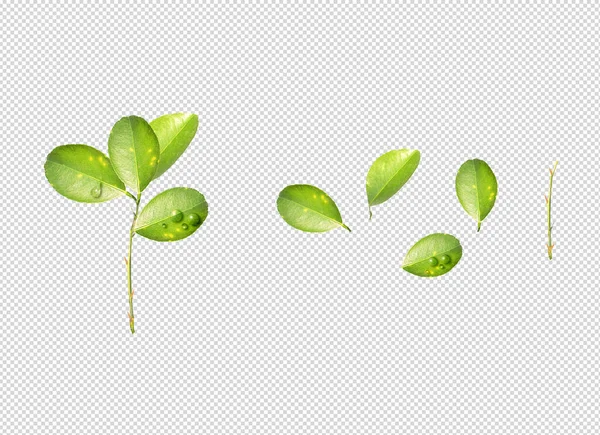 Citrus Leaves Drops Isolated Transparent Background Set Lime Leaves — Foto de Stock