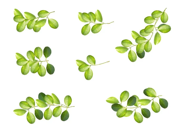 Set Lemon Leaves Isolated White Background — Stock Photo, Image