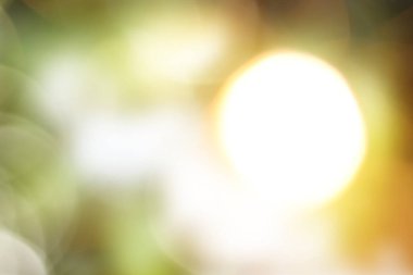Yaratıcı tasarımlar için güneş ışığıyla doğal yeşil bokeh arkaplanı.