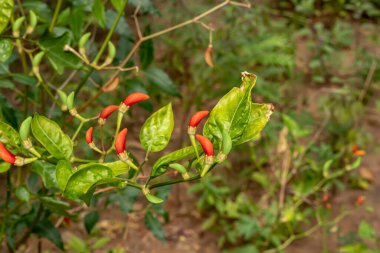 A beautiful sight of red and green hot chilies in the home garden in the evening