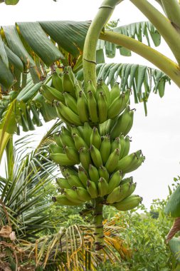 Bahçedeki muz ağacında muz demeti