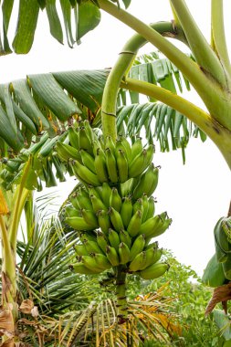 View of beautiful bananas in the garden in the morning on the banana tree.