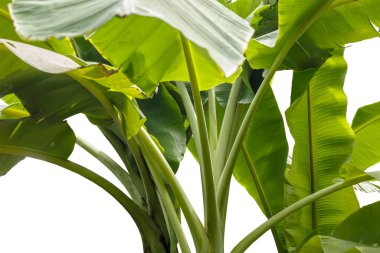A beautiful scene of banana tree plantation on white background.
