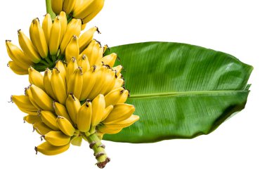 A ripe yellow bananas with green banana leaf on white background. Clipping path