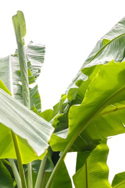 Beautiful view of banana tree in garden on white backgrounds.