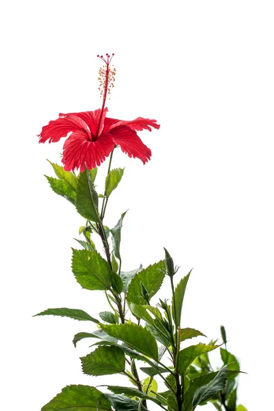 Red Hibiscus Stands Out White Background — Fotografia de Stock