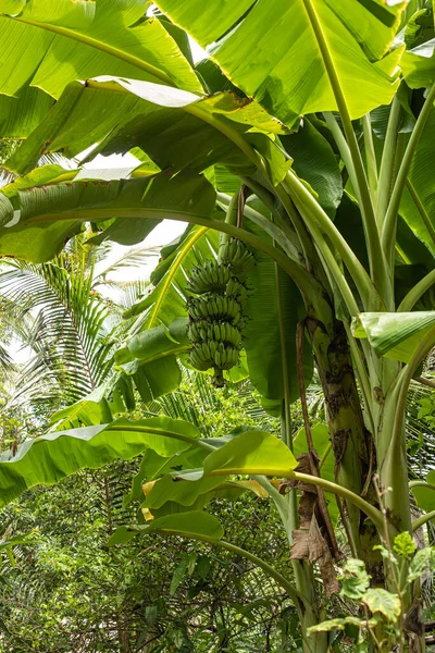 A beautiful view of bananas on a banana tree in a garden.