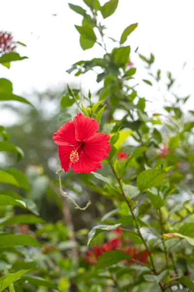 Red Hibiscus Flowers Blooming Green Leaves Background — Stok fotoğraf