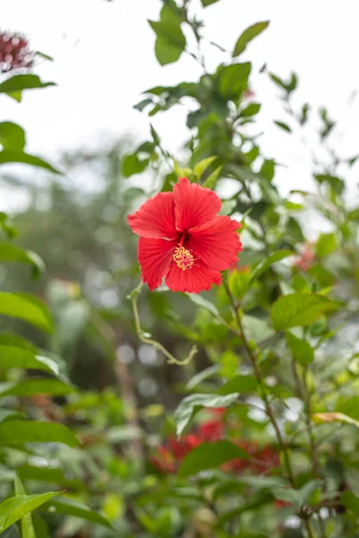 Red Hibiscus Flowers Blurred Background Garden Greenery —  Fotos de Stock