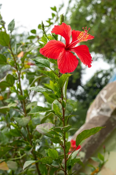 Red Hibiscus Flowers Blurred Background Garden Greenery — Stock Photo, Image