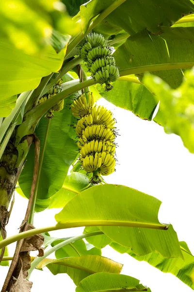 Green Yellow Bananas Banana Tree Garden White Background — Fotografia de Stock