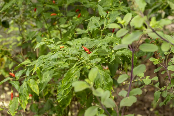 Beautiful Sight Red Green Hot Chilies Home Garden — Photo