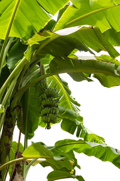 A banana tree with a bunch of green bananas on white background.