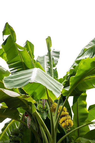 A bananas with banana flower on banana tree on white background.