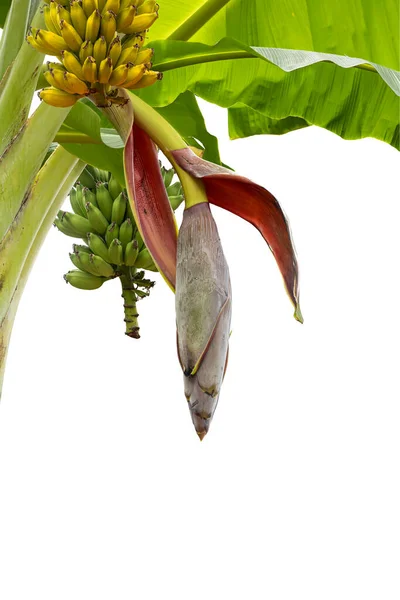 A bananas with banana flower on banana tree on white background.