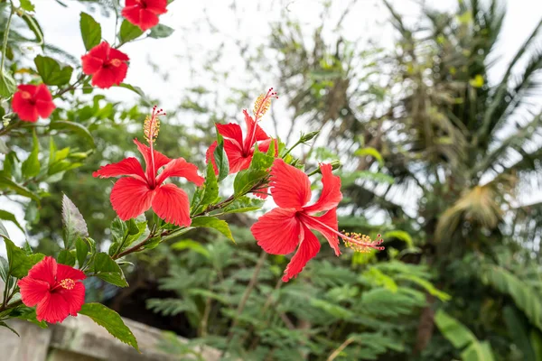 Red Hibiscus Flowers Blurred Background Garden Greenery — Stock Photo, Image