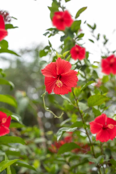 Red Hibiscus Flowers Blurred Background Garden Greenery — Stockfoto