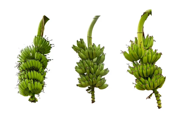 Bunch Green Bananas White Background Clipping Path — Stok fotoğraf