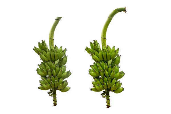 Зеленые Бананы Белом Фоне Вырезкой Пути — стоковое фото